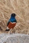Starling Superba