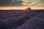 Sunset on the lavander fields Sunset on the lavander fields