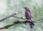 ..falco pecchiaiolo..