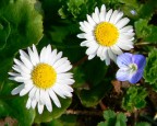 fiorin fiorello