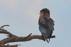 Falco giocoliere