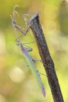 Empusa pennata....