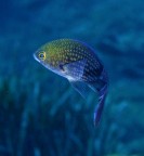 La castagnola. La castagnola.