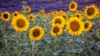 Girasoli