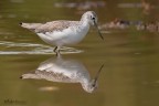 Nikon D500 Sigma 500 f4 + TC2001(2X) 1/2500 f 8 Iso 720
Link per versione HD
https://500px.com/photo/272550335/greenshank-by-fabio-genovieri