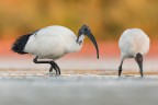 Ibis Ibis
