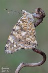 Vanessa cardui Vanessa cardui