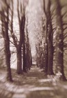 Viale IR-Reale