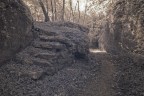 Nel bosco