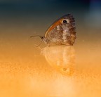 riflessa... riflessa...