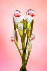 Si tratta di una macro fotografia che ritrae delle gocce d'acqua che riflettono al loro interno il soggetto che sta alle loro spalle.
It is a macro photograph that shows water drops that reflect the subject behind them. Drops e Flowers Gocce e Fiori Riflessi by Mario Nicorelli con Nikon D300s macro