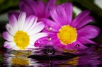 Si tratta di una macro fotografia che ritrae delle gocce d'acqua che riflettono al loro interno il soggetto che sta alle loro spalle.
It is a macro photograph that shows water drops that reflect the subject behind them. Drops e Flowers Gocce e Fiori Riflessi by Mario Nicorelli con Nikon D300s macro