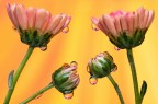 Si tratta di una macro fotografia che ritrae delle gocce d'acqua che riflettono al loro interno il soggetto che sta alle loro spalle.
It is a macro photograph that shows water drops that reflect the subject behind them. Drops e Flowers Gocce e Fiori Riflessi by Mario Nicorelli con Nikon D300s macro fotografia