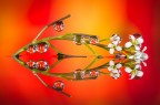 Si tratta di una macro fotografia che ritrae delle gocce d'acqua che riflettono al loro interno il soggetto che sta alle loro spalle.
It is a macro photograph that shows water drops that reflect the subject behind them. Drops e Flowers Gocce e Fiori Riflessi by Mario Nicorelli con Nikon D300s macro fotografia