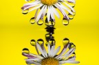 Si tratta di una macro fotografia che ritrae delle gocce d'acqua che riflettono al loro interno il soggetto che sta alle loro spalle.
It is a macro photograph that shows water drops that reflect the subject behind them. Drops e Flowers Gocce e Fiori Riflessi by Mario Nicorelli con Nikon D300s macro fotografia