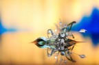 Si tratta di una macro fotografia che ritrae delle gocce d'acqua che riflettono al loro interno il soggetto che sta alle loro spalle.
It is a macro photograph that shows water drops that reflect the subject behind them. Drops e Flowers Gocce e Fiori Riflessi by Mario Nicorelli con Nikon D300s macro fotografia