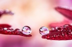 Drops e Flowers Gocce e Fiori Riflessi