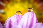 Si tratta di una macro fotografia che ritrae delle gocce d'acqua che riflettono al loro interno il soggetto che sta alle loro spalle.
It is a macro photograph that shows water drops that reflect the subject behind them. Drops e Flowers Gocce e Fiori Riflessi by Mario Nicorelli con Nikon D300s macro fotografia