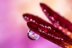 Si tratta di una macro fotografia che ritrae delle gocce d'acqua che riflettono al loro interno il soggetto che sta alle loro spalle.
It is a macro photograph that shows water drops that reflect the subject behind them. Drops e Flowers Gocce e Fiori Riflessi by Mario Nicorelli con Nikon D300s macro fotografia