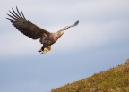 Aquila di mare a caccia