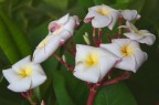 Plumeria Plumeria