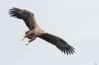 Aquila in avvicinamento