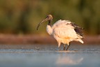 Ibis Sacro