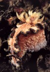 Glossodoris cincta Glossodoris cincta