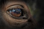 ..horse's eye.. ..horse's eye..