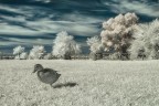 Infrared-DSC_5036 Infrared-DSC_5036