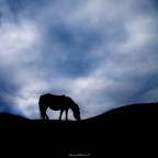 solitario... solitario...