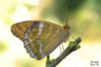 Argynnis paphia Argynnis paphia