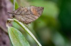 mimetica mimetica