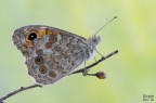 Lasiommata megera