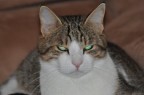 Fiocco Fiocco