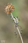 Neoscona adianta Neoscona adianta