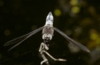 Libellula Libellula