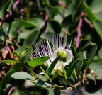 Capperi!!!!! Capperi!!!!!