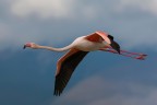 fenicottero fenicottero