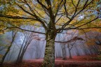 Le meraviglie del bosco Le meraviglie del bosco