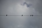 Storni sui tralicci Storni sui tralicci