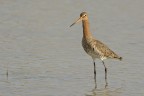 Pittima reale (Limosa limosa) Pittima reale (Limosa limosa)