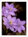 Anemone Hepatica Anemone Hepatica