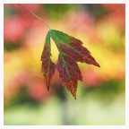 Foglia d'autunno Foglia d'autunno