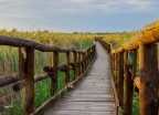Il pontile lago Massaciuccoli Il pontile lago Massaciuccoli