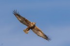 ..falco di palude..