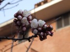Primavera Primavera