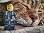 Beware the cat Beware the cat