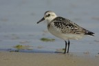 Piovanello pancianera (Calidris alpina)