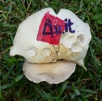 *** Phorum phumgorum ***